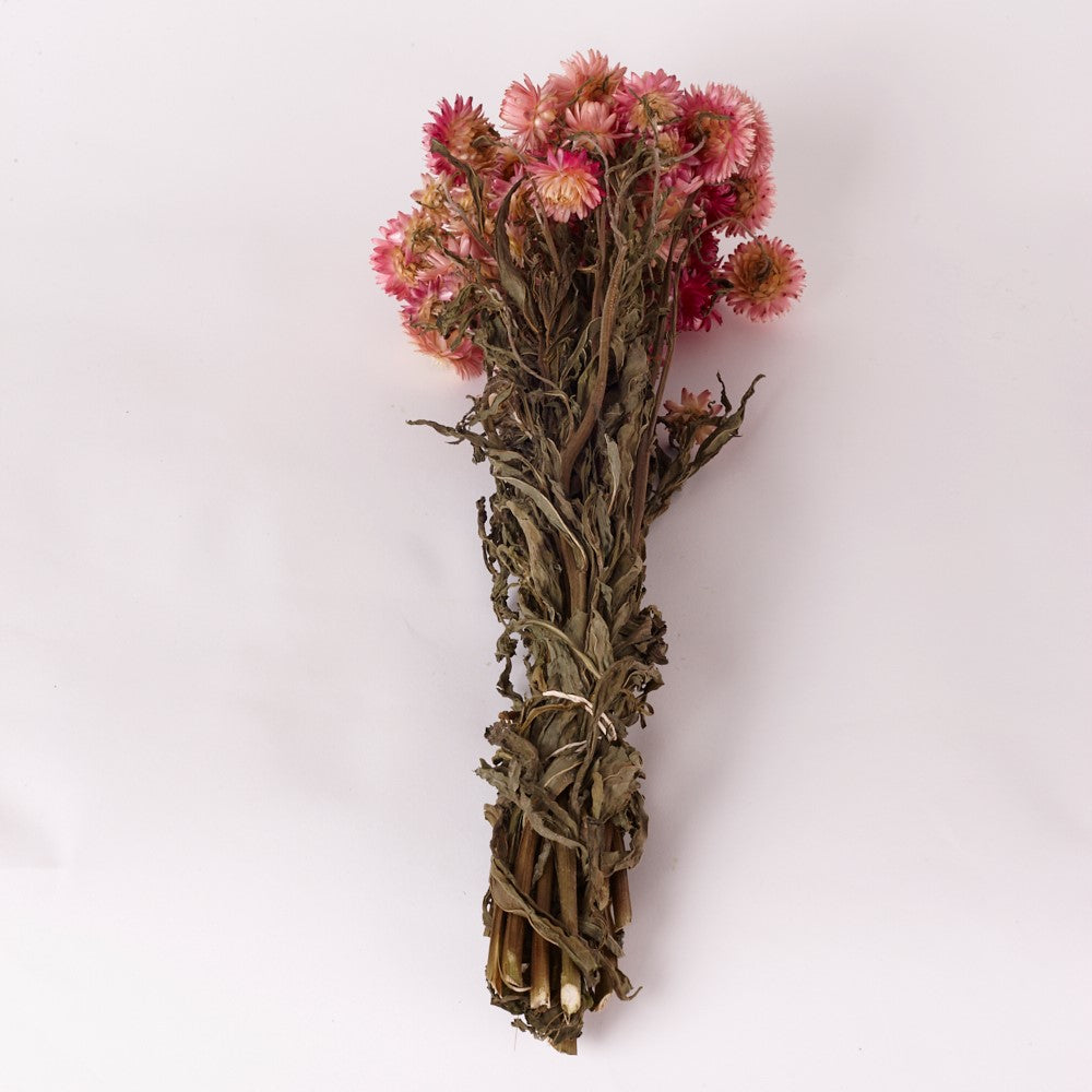 Straw Flower, Helichrysum, Dried, Natural Light Pink