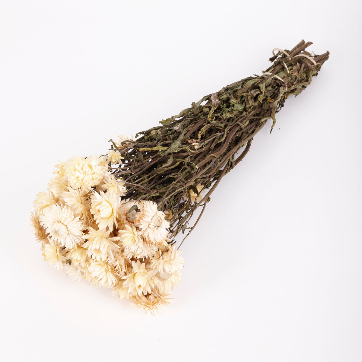 Helichrysum, (Strawflower), Dried, Natural White – Atlas Flowers
