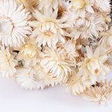 Straw Flower, Helichrysum, Dried, Natural White
