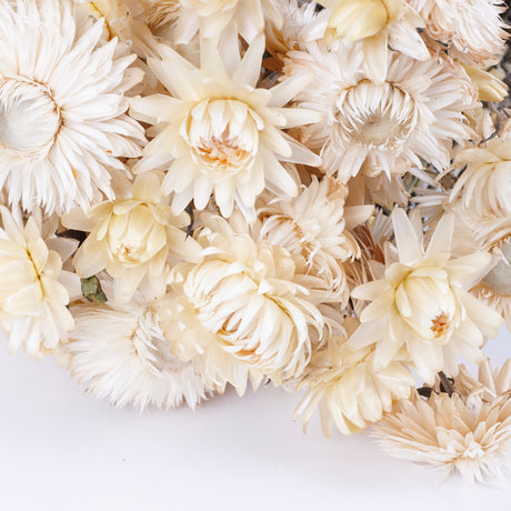 Straw Flower, Helichrysum, Dried, Natural White