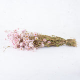 Rhodanthe, Dried, Natural Pink