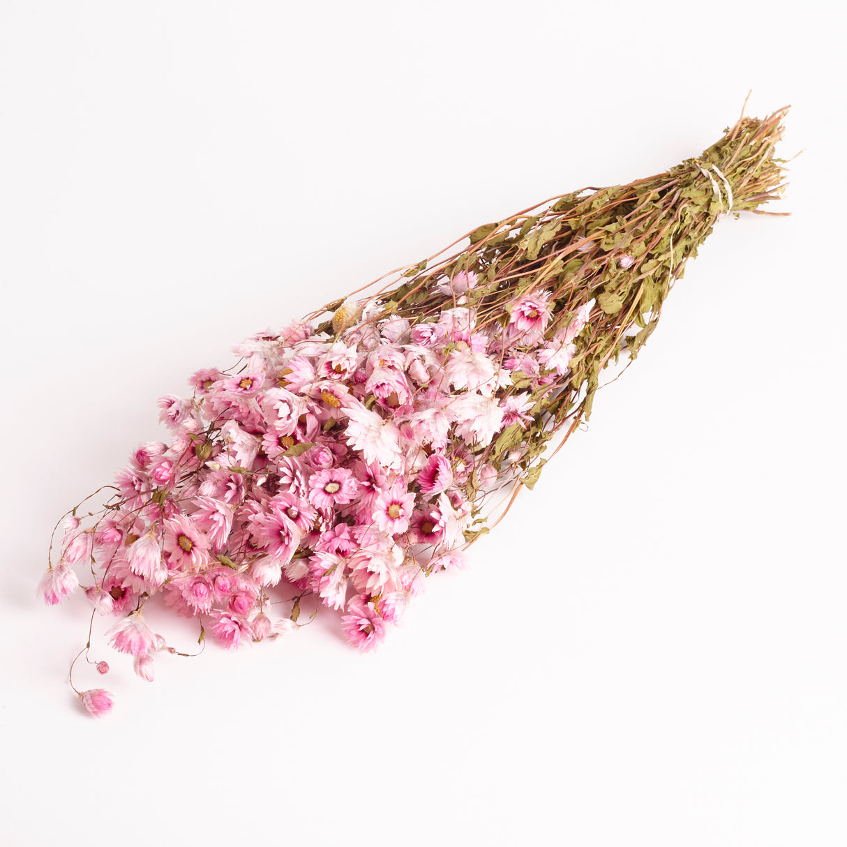 Rhodanthe, Dried, Natural Pink