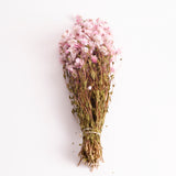 Rhodanthe, Dried, Natural Pink
