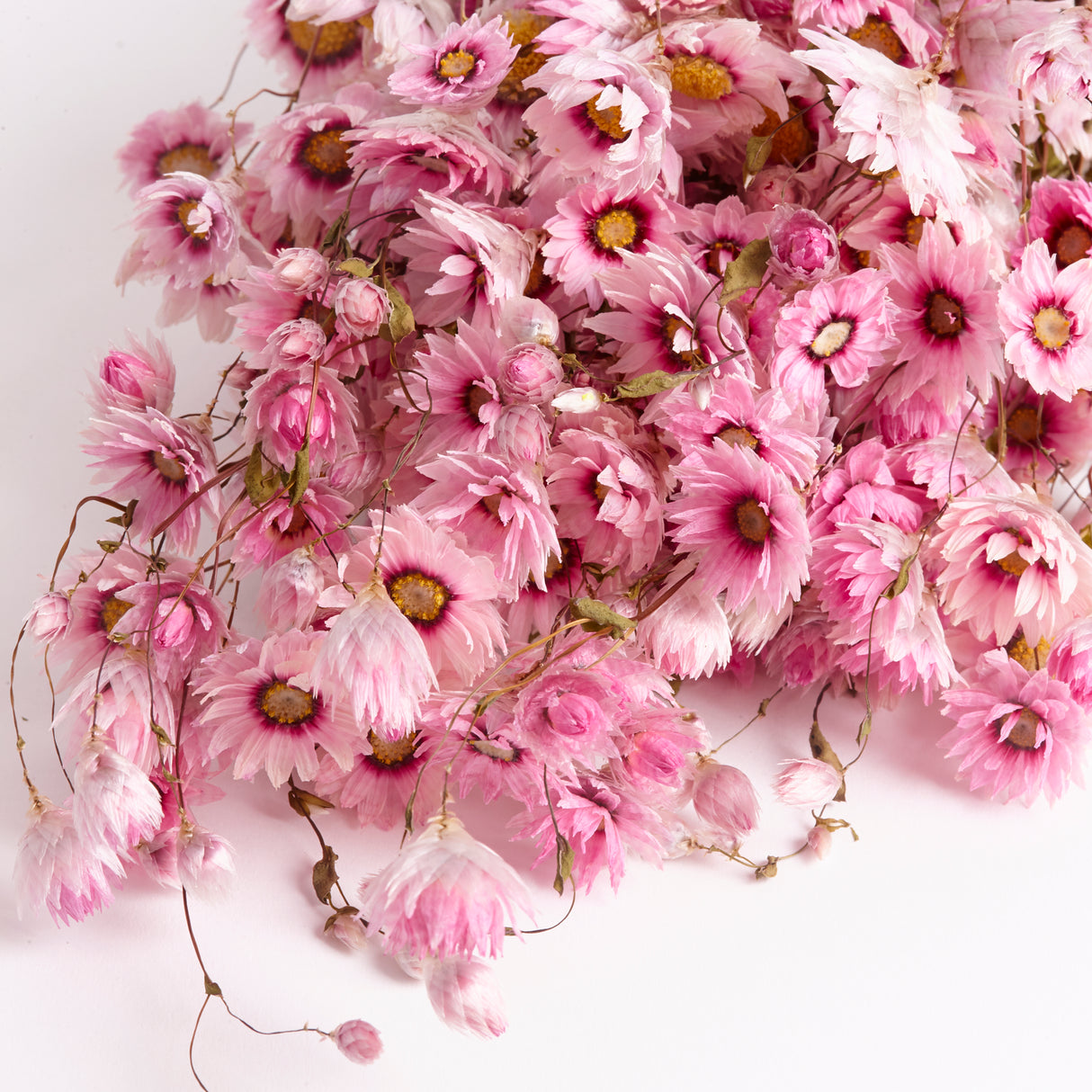 Rhodanthe, Dried, Natural Pink