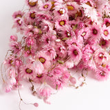 Rhodanthe, Dried, Natural Pink