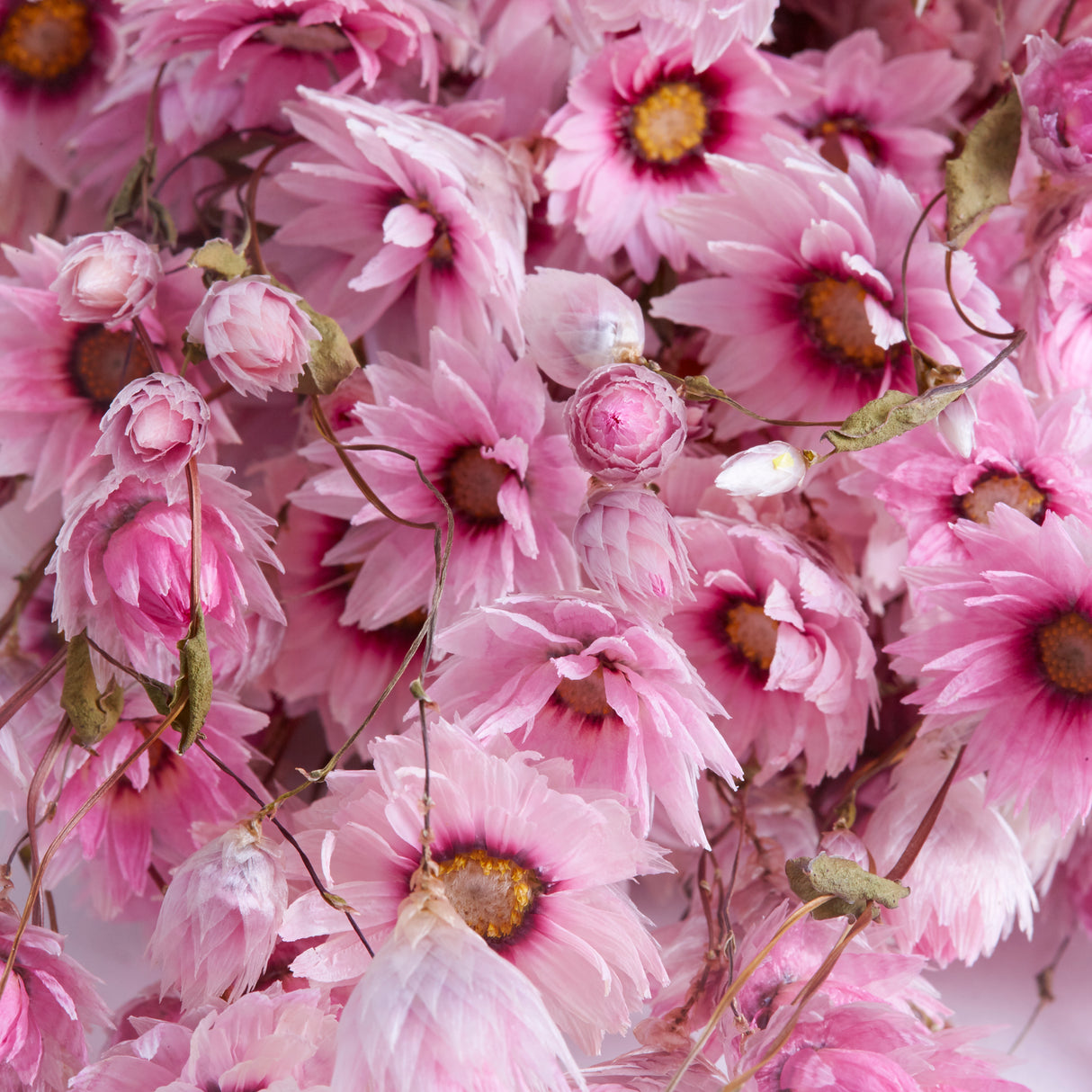 Rhodanthe, Dried, Natural Pink