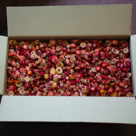 Helichrysum Heads), Dried, Salmon, per 2KG Box