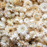 Strawflower, (Helichrysum Heads), Dried, White, per 3KG Box