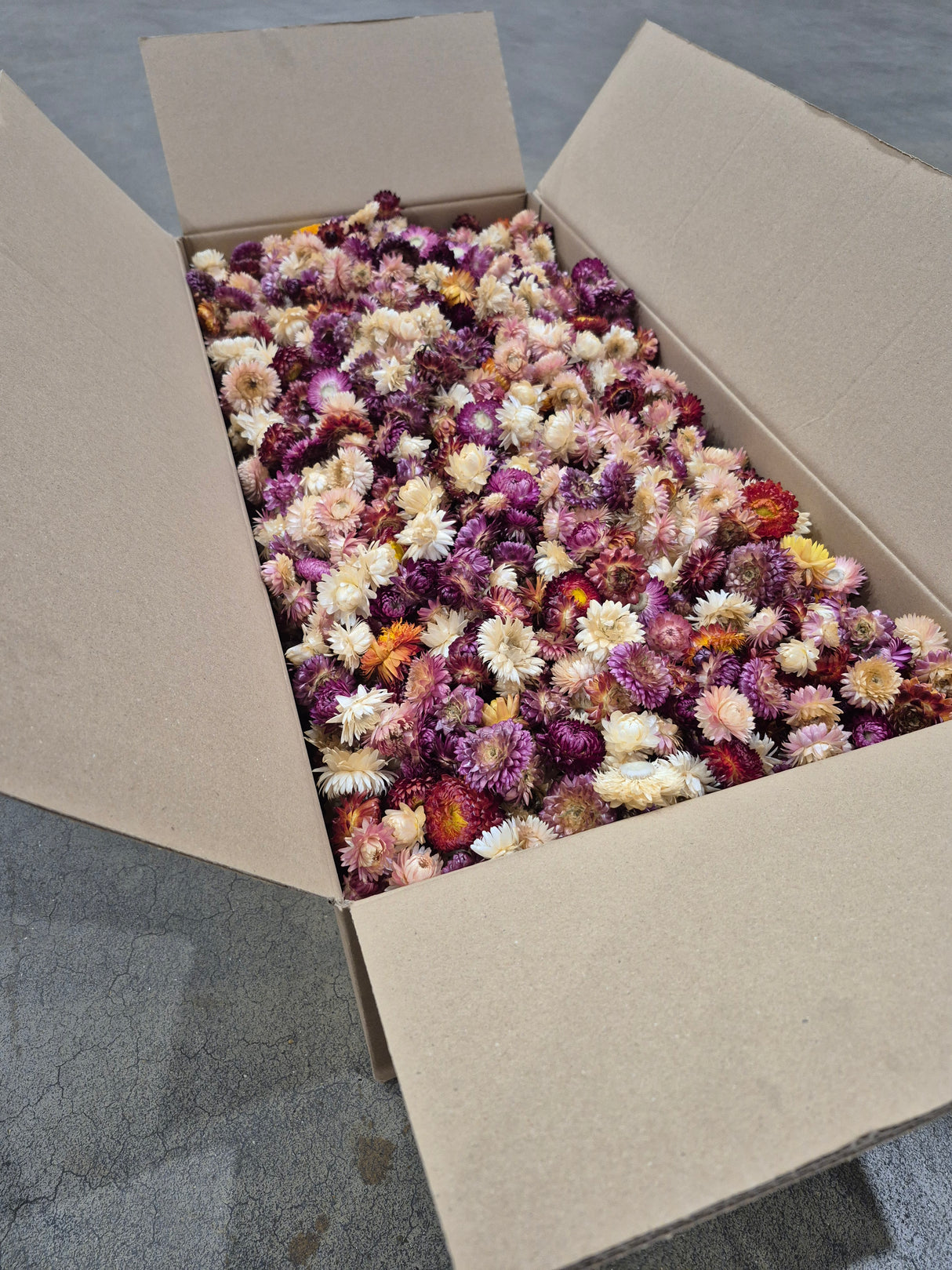 Strawflower, (Helichrysum Heads), Dried, Mix, per 3KG Box