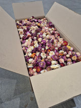 Strawflower, (Helichrysum Heads), Dried, Mix, per 3KG Box