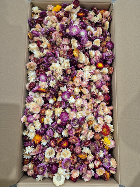 Strawflower, (Helichrysum Heads), Dried, Mix, per 3KG Box