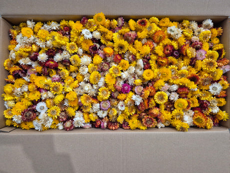 Strawflower, (Helichrysum Heads), Dried, Mix, per 3KG Box