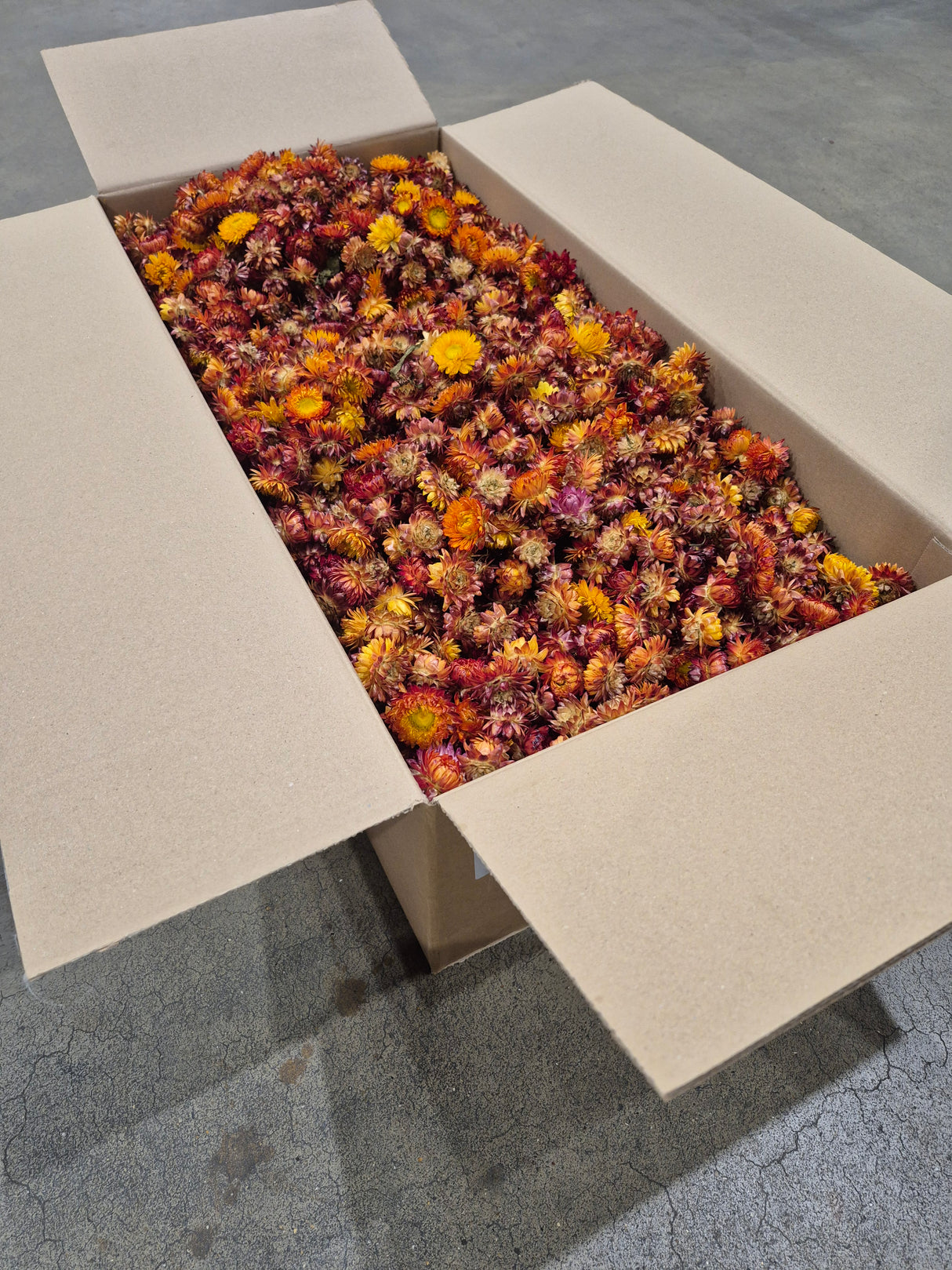 Strawflower, (Helichrysum Heads), Dried, Orange, per 3KG Box