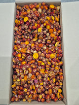 Strawflower, (Helichrysum Heads), Dried, Orange, per 3KG Box