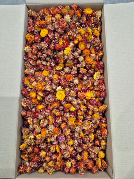 Strawflower, (Helichrysum Heads), Dried, Orange, per 3KG Box