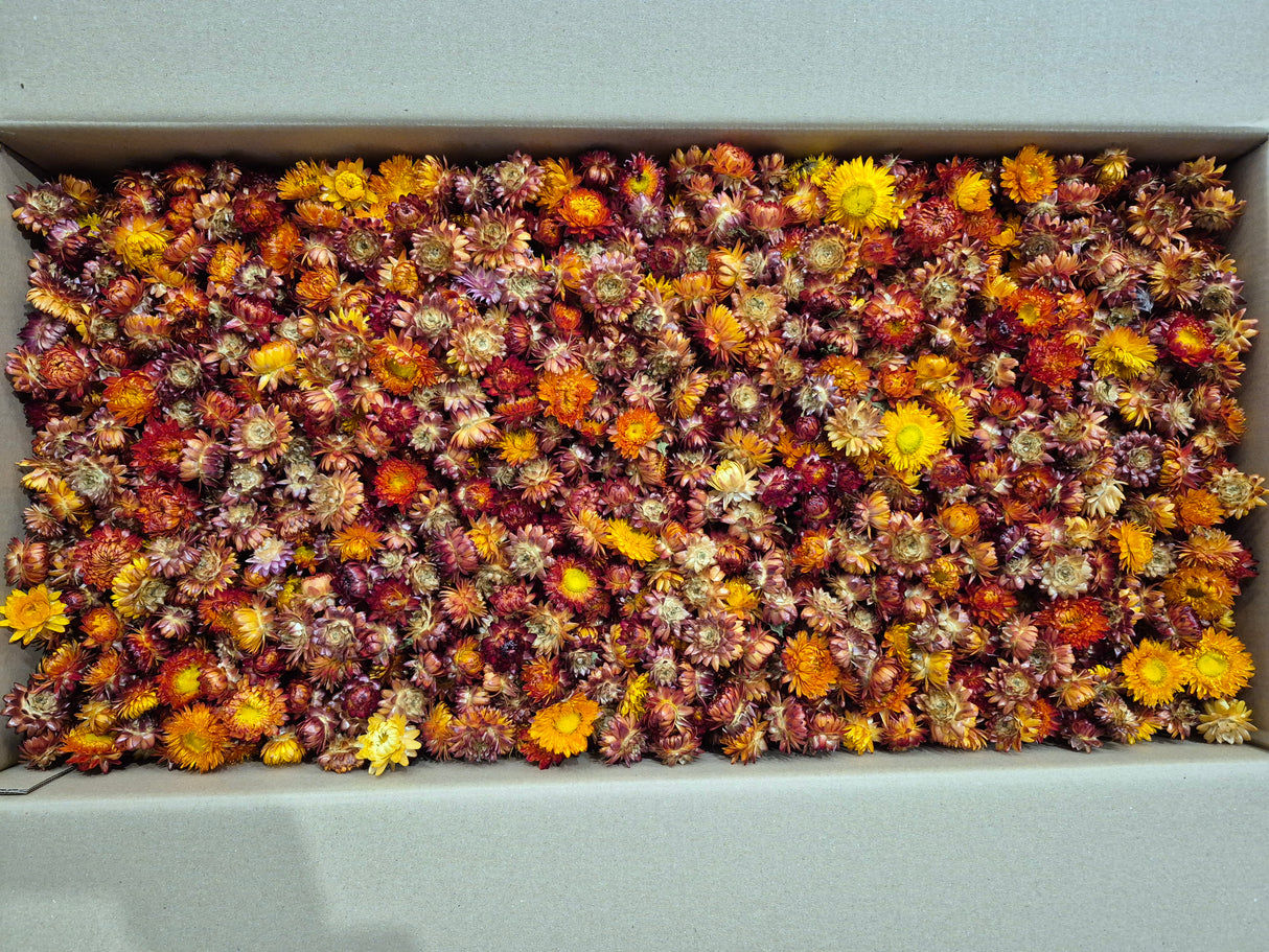 Strawflower, (Helichrysum Heads), Dried, Orange, per 3KG Box