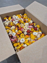 Strawflower, (Helichrysum Heads), Dried, Mix, per 1KG Box
