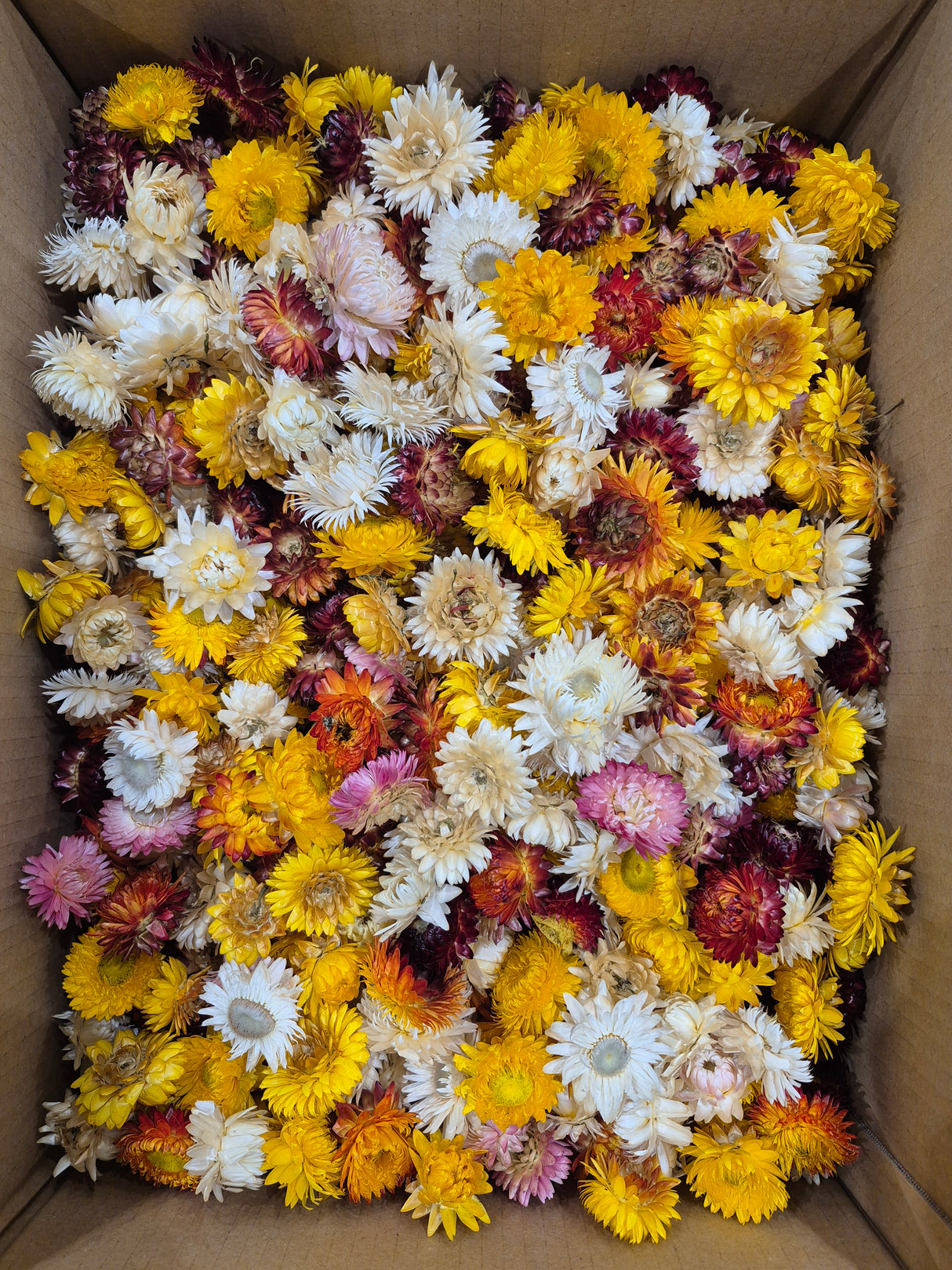 Strawflower, (Helichrysum Heads), Dried, Mix, per 1KG Box