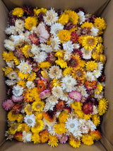 Strawflower, (Helichrysum Heads), Dried, Mix, per 1KG Box