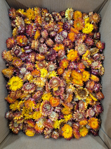 Strawflower, (Helichrysum Heads), Dried, Orange, per 1KG Box