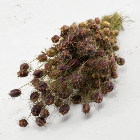 Nigella Seed Pods, (Dried), Black, Bunch