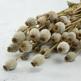 Poppy Heads, (Papaver), Dried, Natural