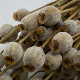 Poppy Heads, (Papaver), Dried, Natural
