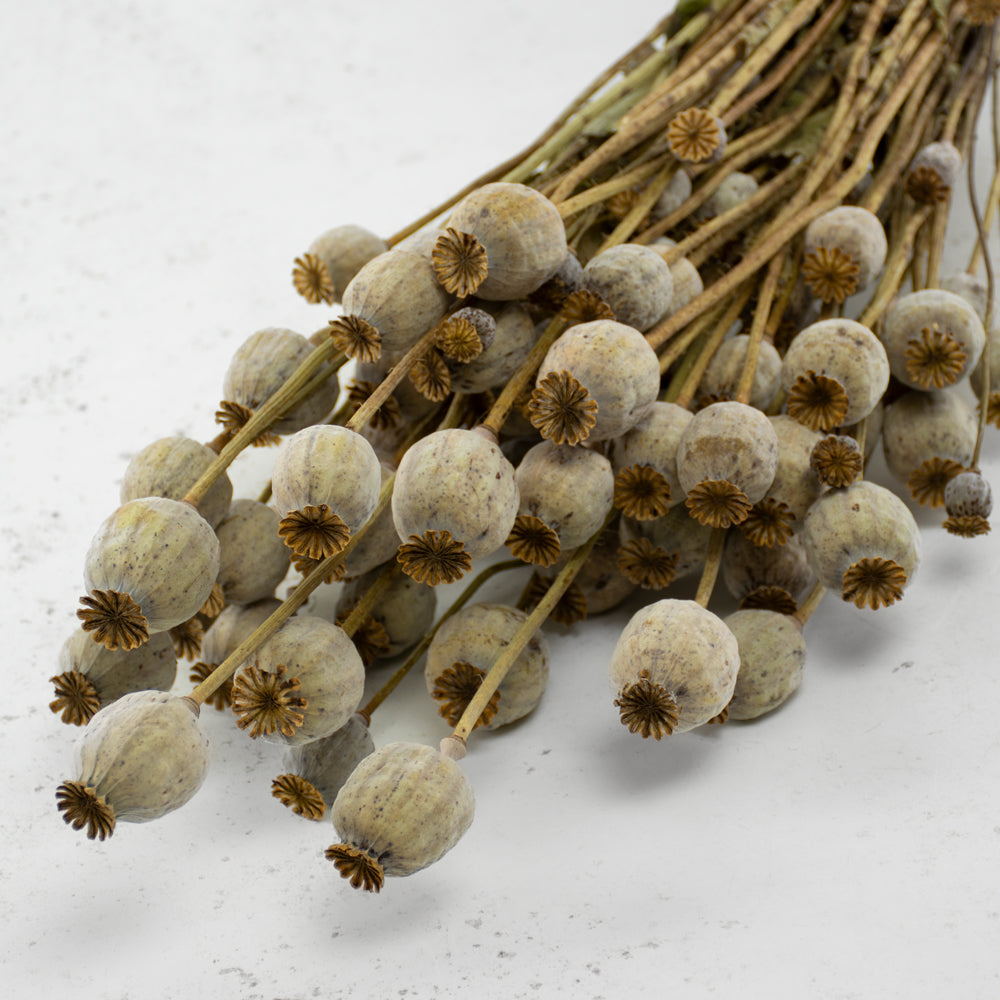 Poppy Heads, (Papaver), Dried, Natural