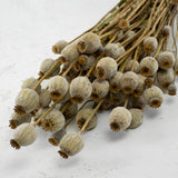 Poppy Heads, (Papaver), Dried, Natural