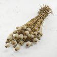 Poppy Heads, (Papaver), Dried, Natural
