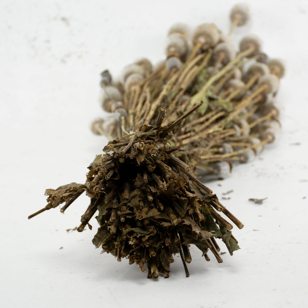 Poppy Heads, (Papaver), Dried, Natural