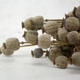Poppy Heads, (Papaver), Dried, Natural