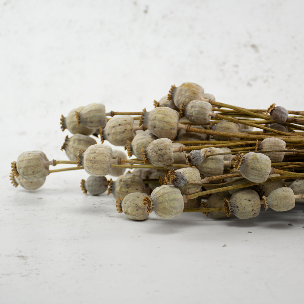 Poppy Heads, (Papaver), Dried, Natural