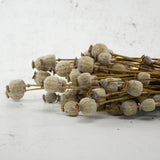Poppy Heads, (Papaver), Dried, Natural