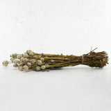 Poppy Heads, (Papaver), Dried, Natural