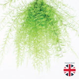 Air Fern, Preserved, Light Green, Bunch, UK