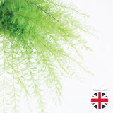 Air Fern, Preserved, Light Green, Bunch, UK
