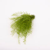 Air Fern, Preserved, Light Green, Bunch, British