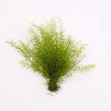 Air Fern, Preserved, Light Green, Bunch, British