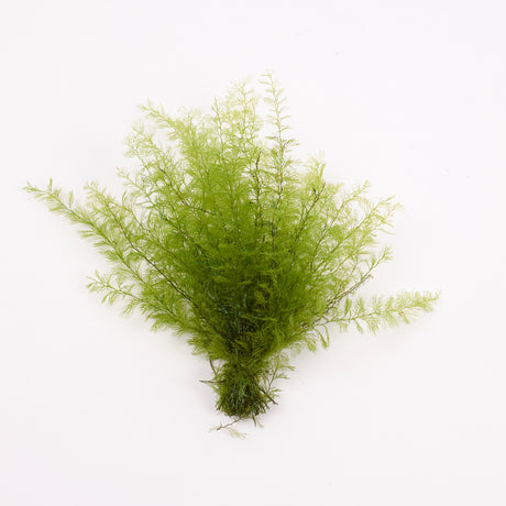Air Fern, Preserved, Light Green, Bunch, British