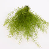 Air Fern, Preserved, Light Green, Bunch, British
