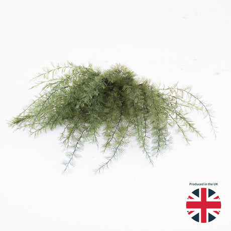 Air Fern, Preserved, Dark Green, Bunch, UK