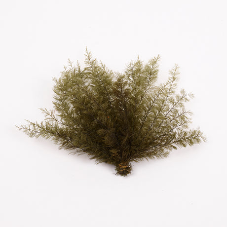 Air Fern, Preserved, Dark Green, Bunch, British