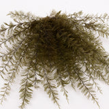 Air Fern, Preserved, Dark Green, Bunch, British