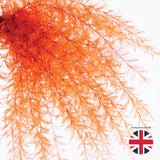 Air Fern, Preserved, Orange, Bunch, UK