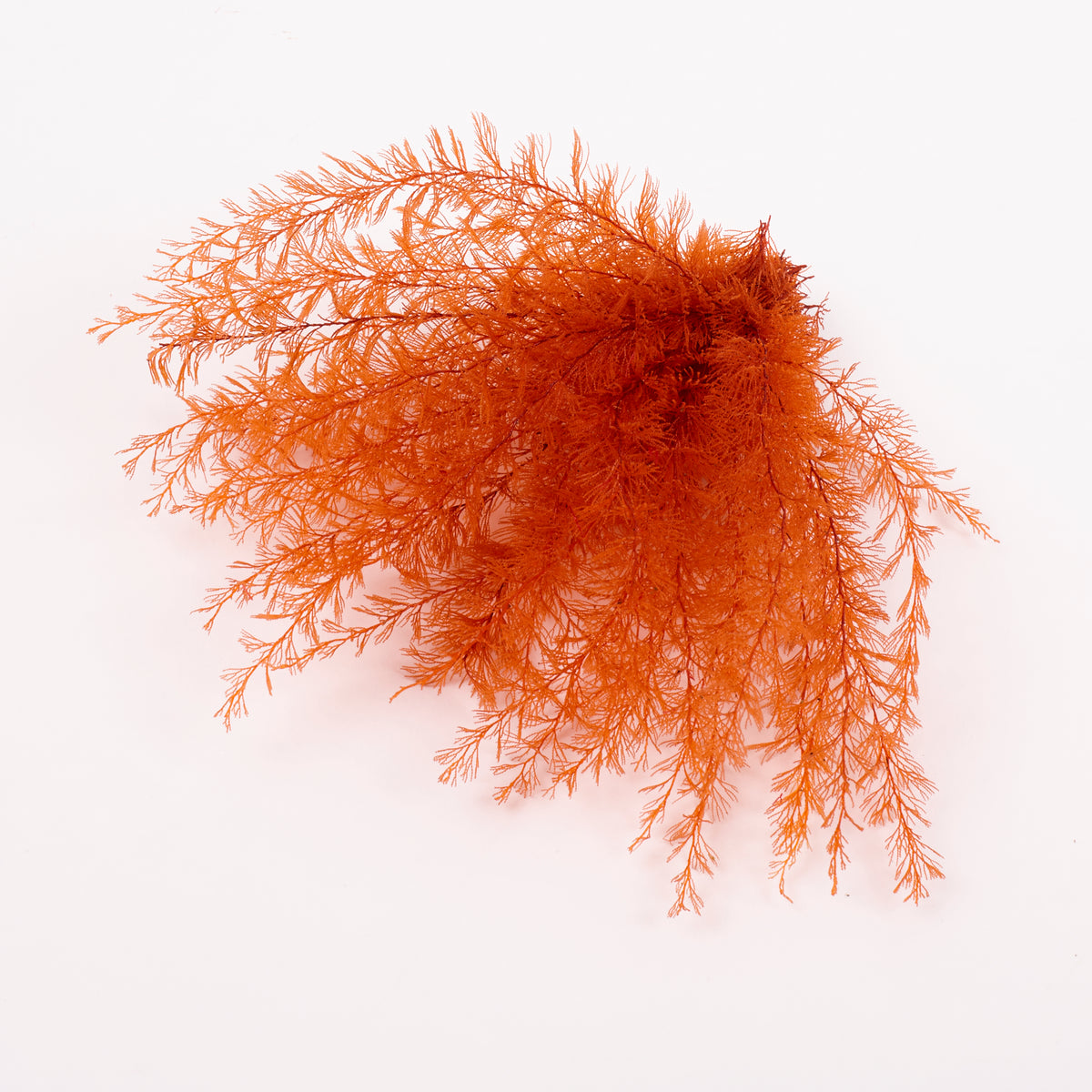 Air Fern, Preserved, Orange, Bunch, British