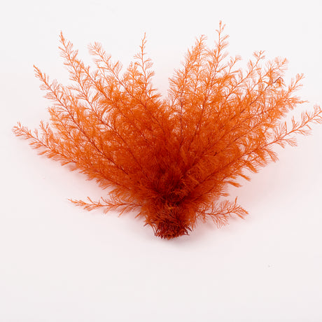 Air Fern, Preserved, Orange, Bunch, British
