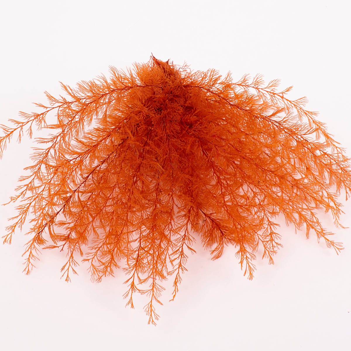 Air Fern, Preserved, Orange, Bunch, British