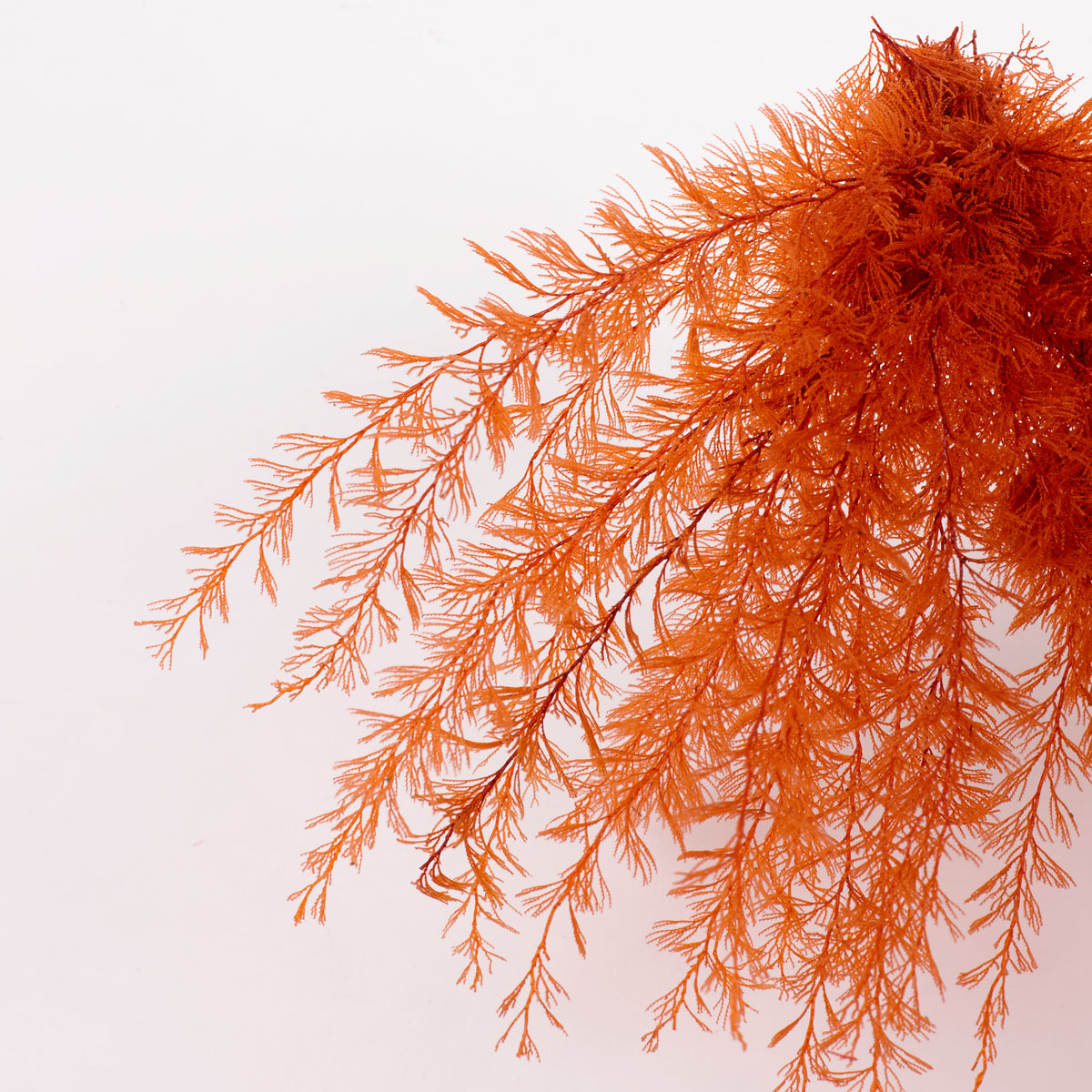 Air Fern, Preserved, Orange, Bunch, British