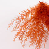 Air Fern, Preserved, Orange, Bunch, British